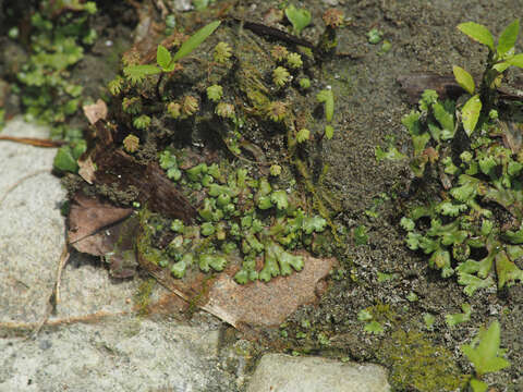 Image of Marchantia emarginata Reinw., Blume & Nees