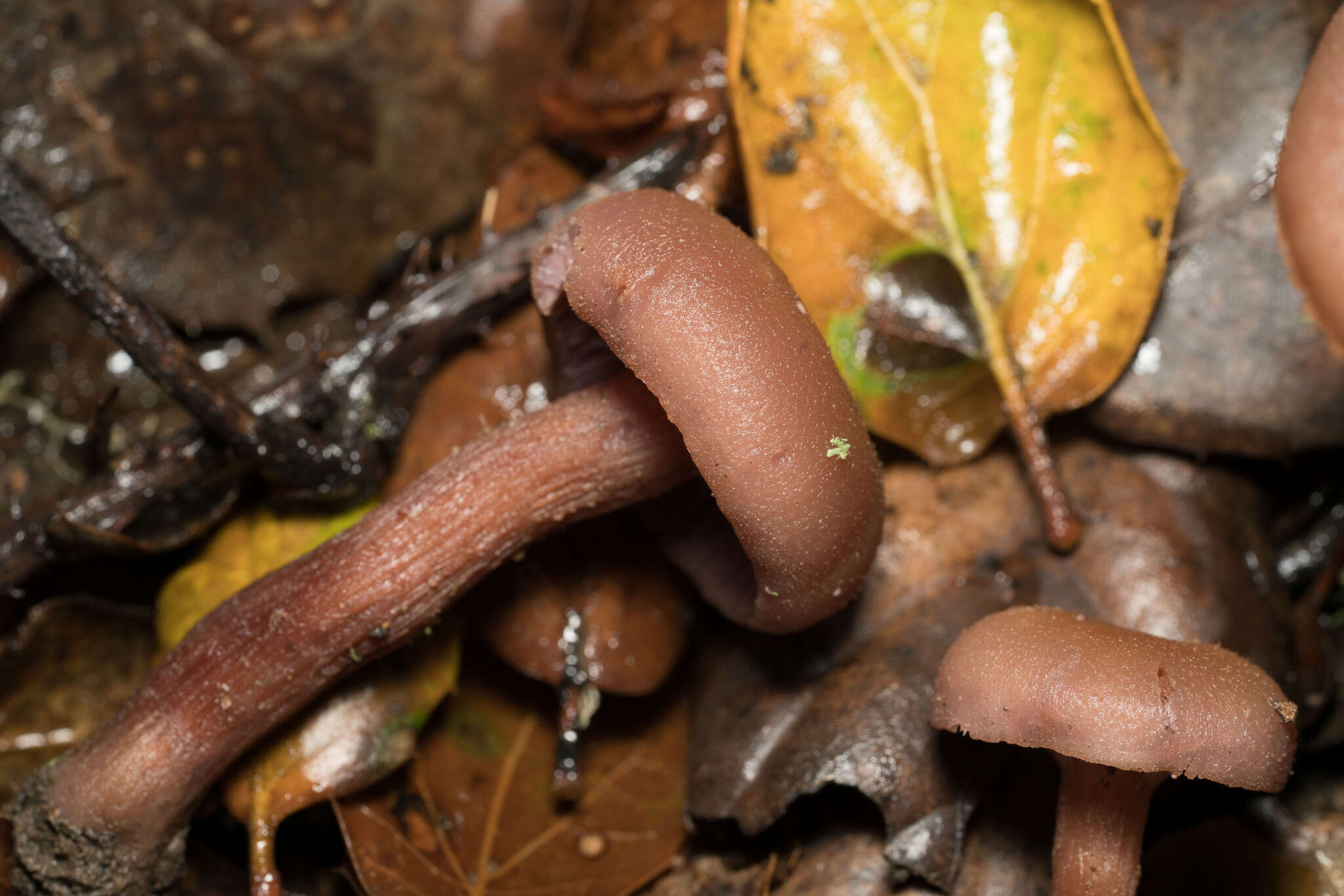 Image of Western Amethyst Deceiver