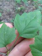 Image of stolonbearing hawthorn