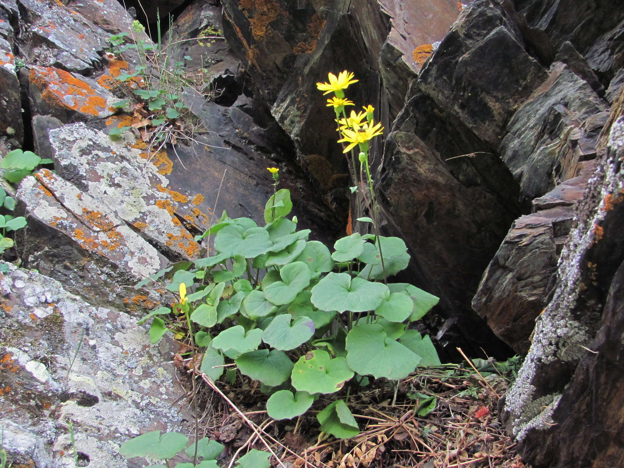 Plancia ëd Dolichorrhiza renifolia (C. A. Mey.) Galushko