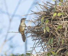 Image of Rufous-fronted Thornbird