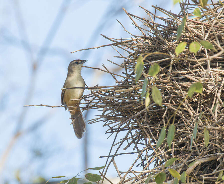 Image of Rufous-fronted Thornbird