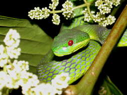 Image of Trimeresurus guoi Chen, Shi, Vogel & Ding 2021