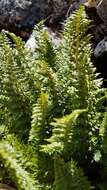 Image of Polystichum cystostegia (Hook.) Armstr.