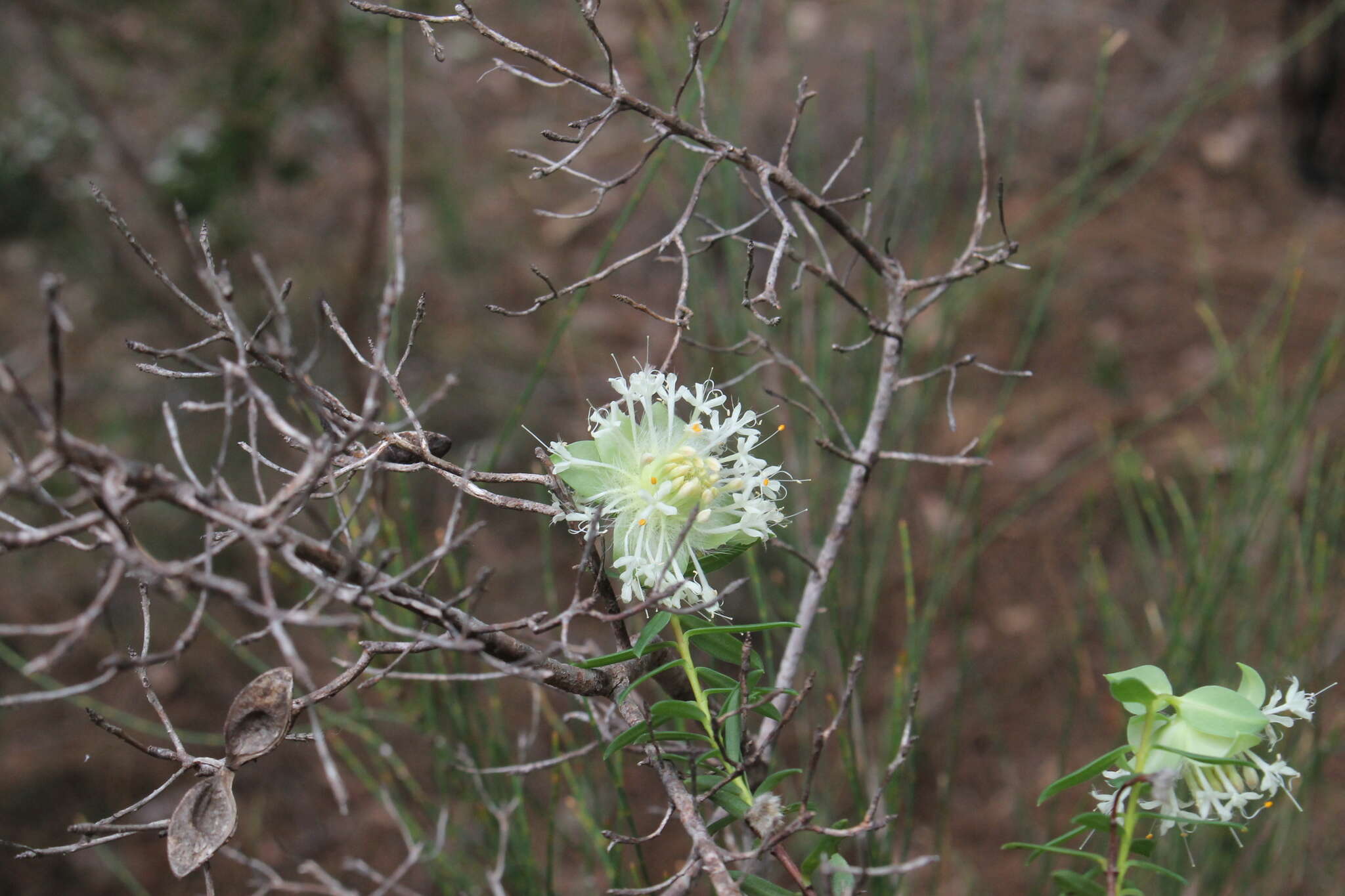 Image of Pimelea lehmanniana Meissn.