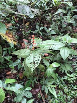 Image of Miconia nervosa (Sm.) Triana