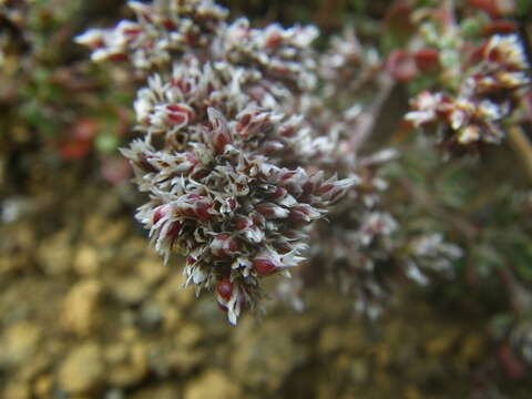 Imagem de Polycarpaea divaricata Poir. ex Steud.