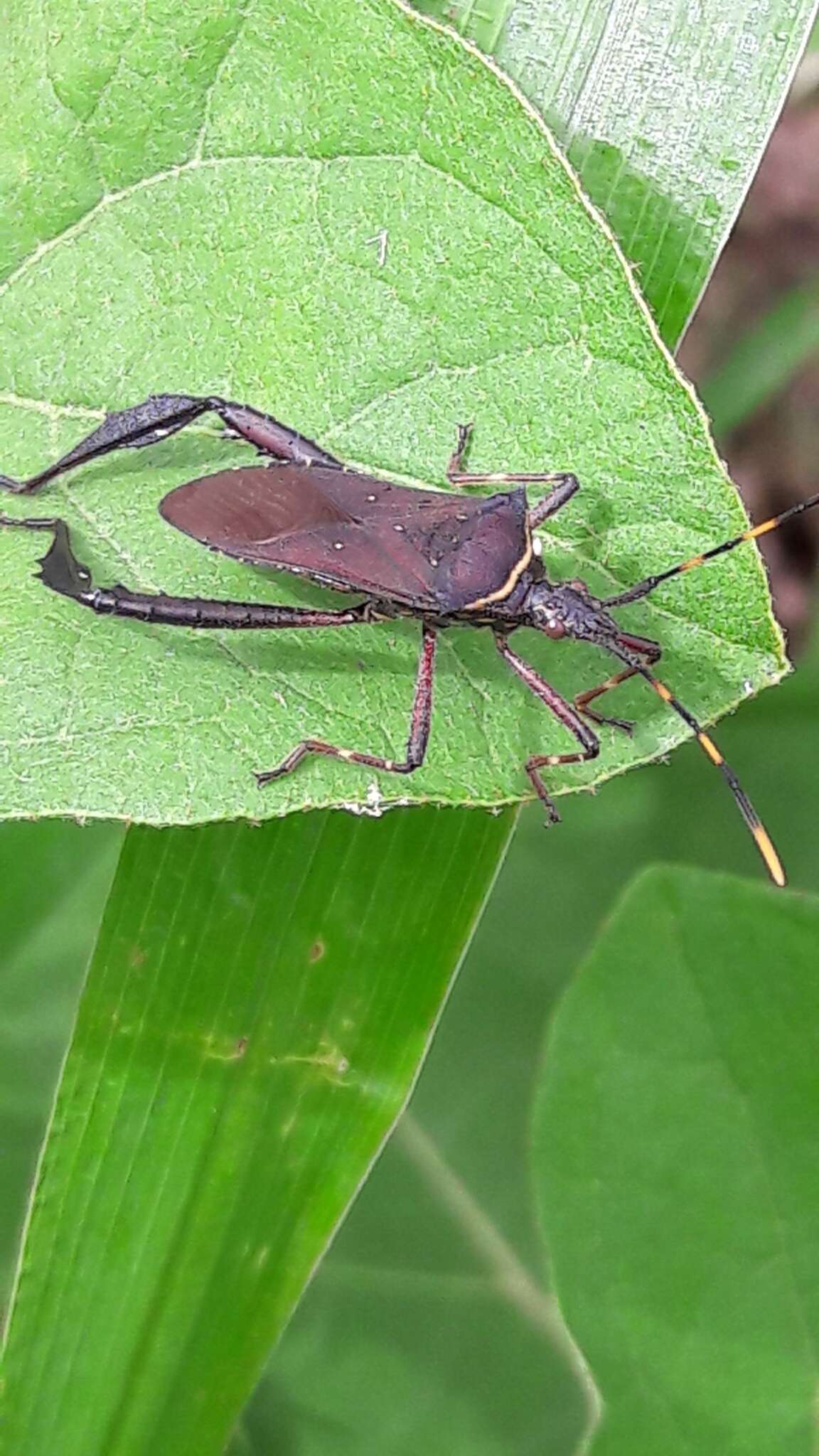 Image of Passionvine Bug