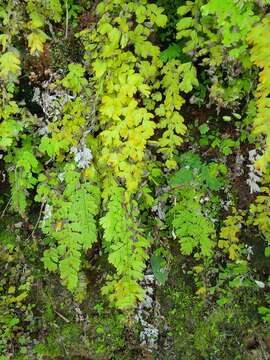 Image de Adiantum concinnum Humb. & Bonpl. ex Willd.