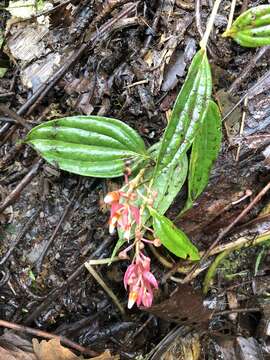 Image of Cavendishia quereme (Kunth) Benth. & Hook. fil.