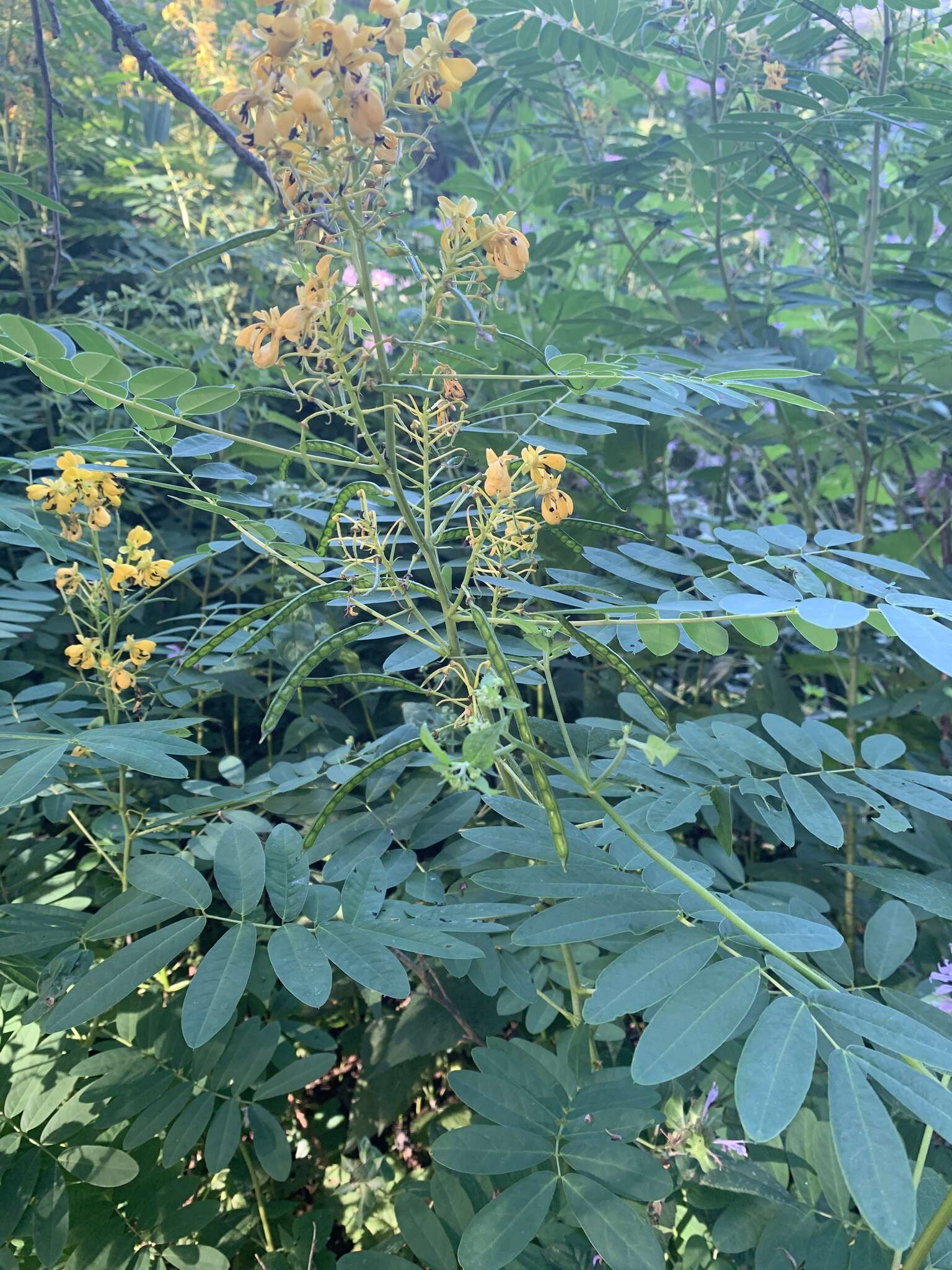 Image of American senna