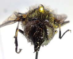 Image of Eristalis bogotensis Macquart 1842