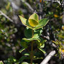 Image of Logania ovata R. Br.