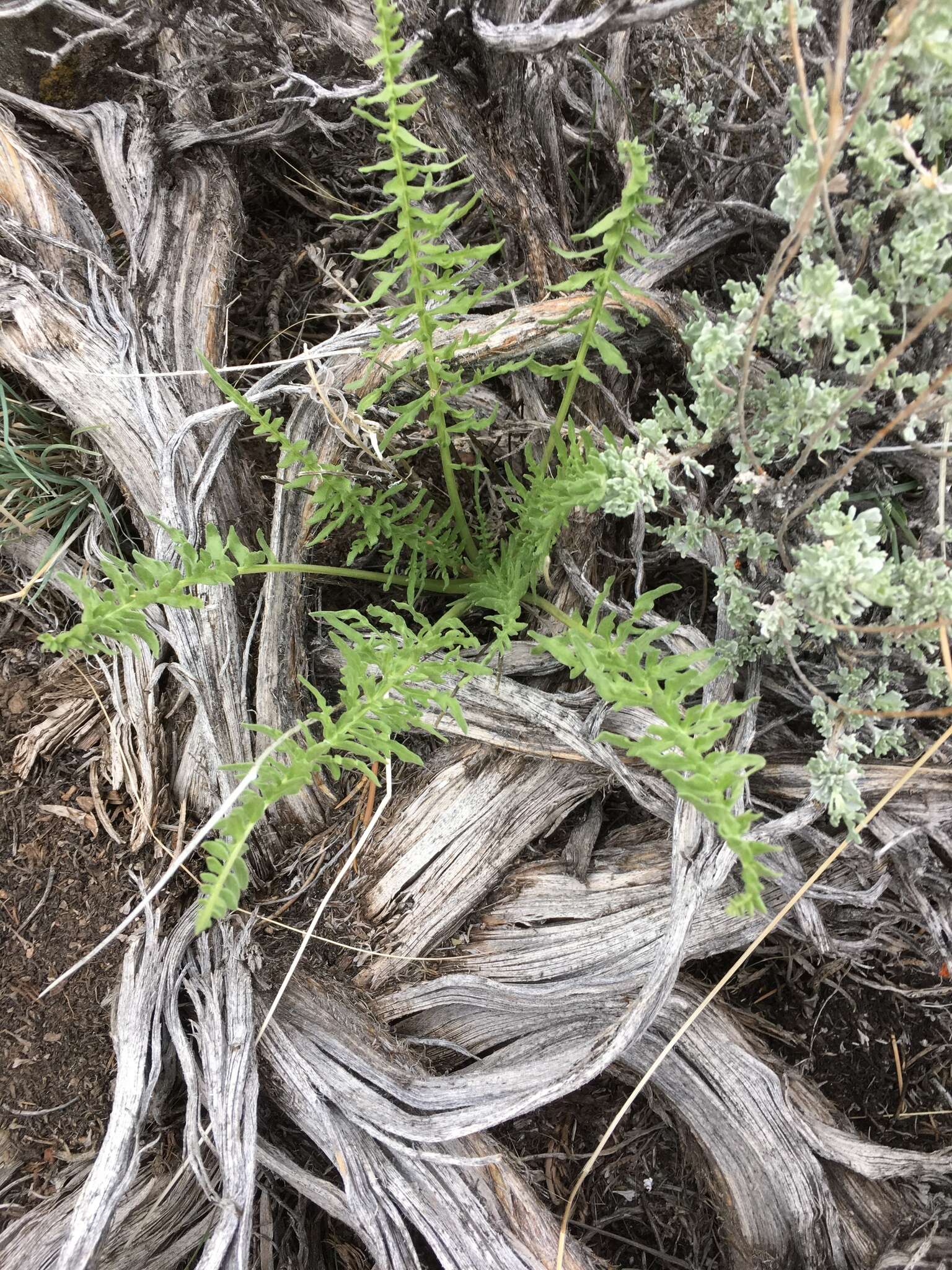 Image of Hooker's balsamroot