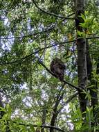 Image of Northern Spotted Owl