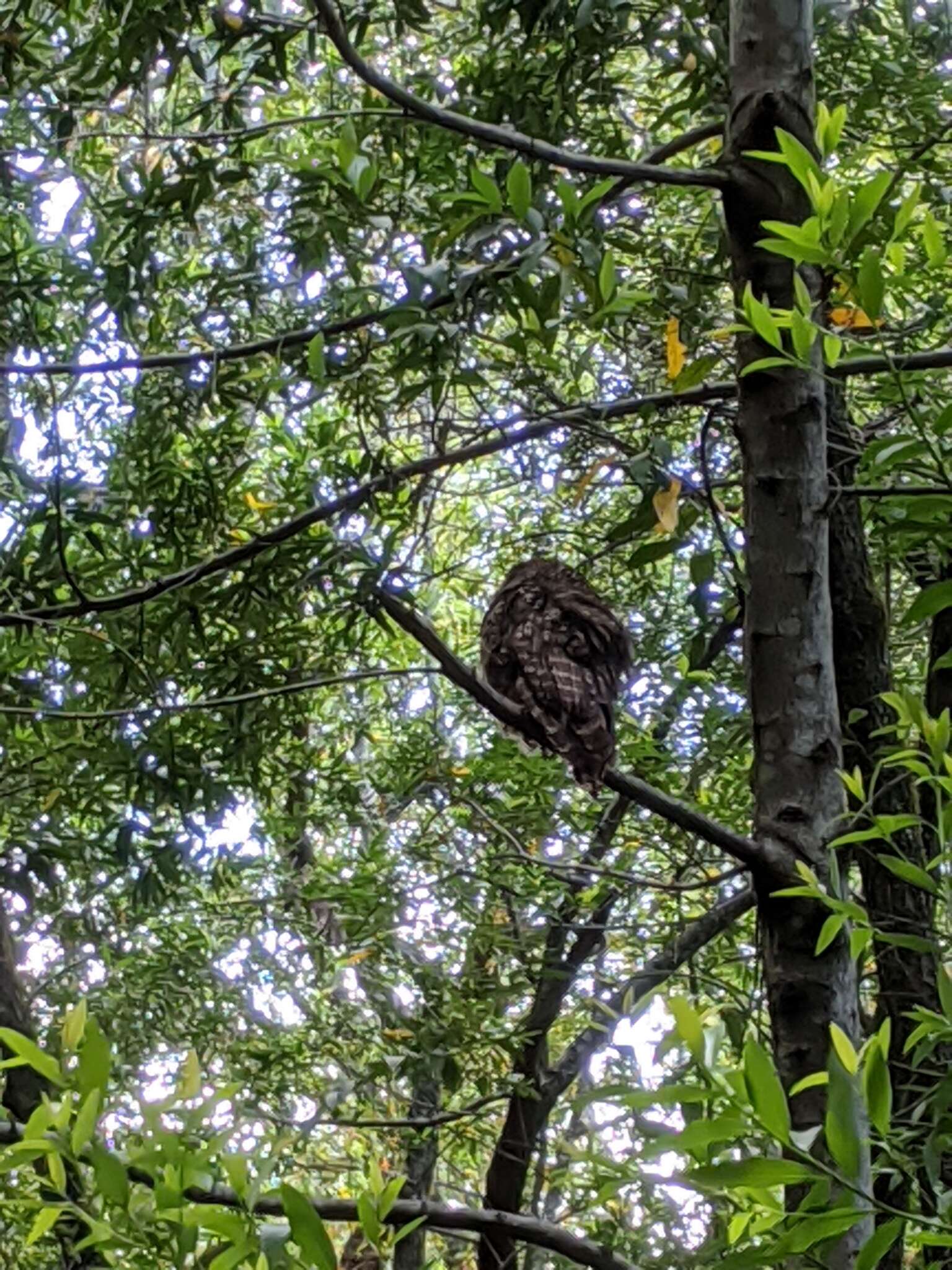 Image of Northern Spotted Owl