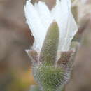 Image of Trichodiadema attonsum (L. Bol.) Schwant.