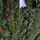 Imagem de Adenophora himalayana Feer