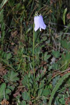 Imagem de Adenophora himalayana Feer