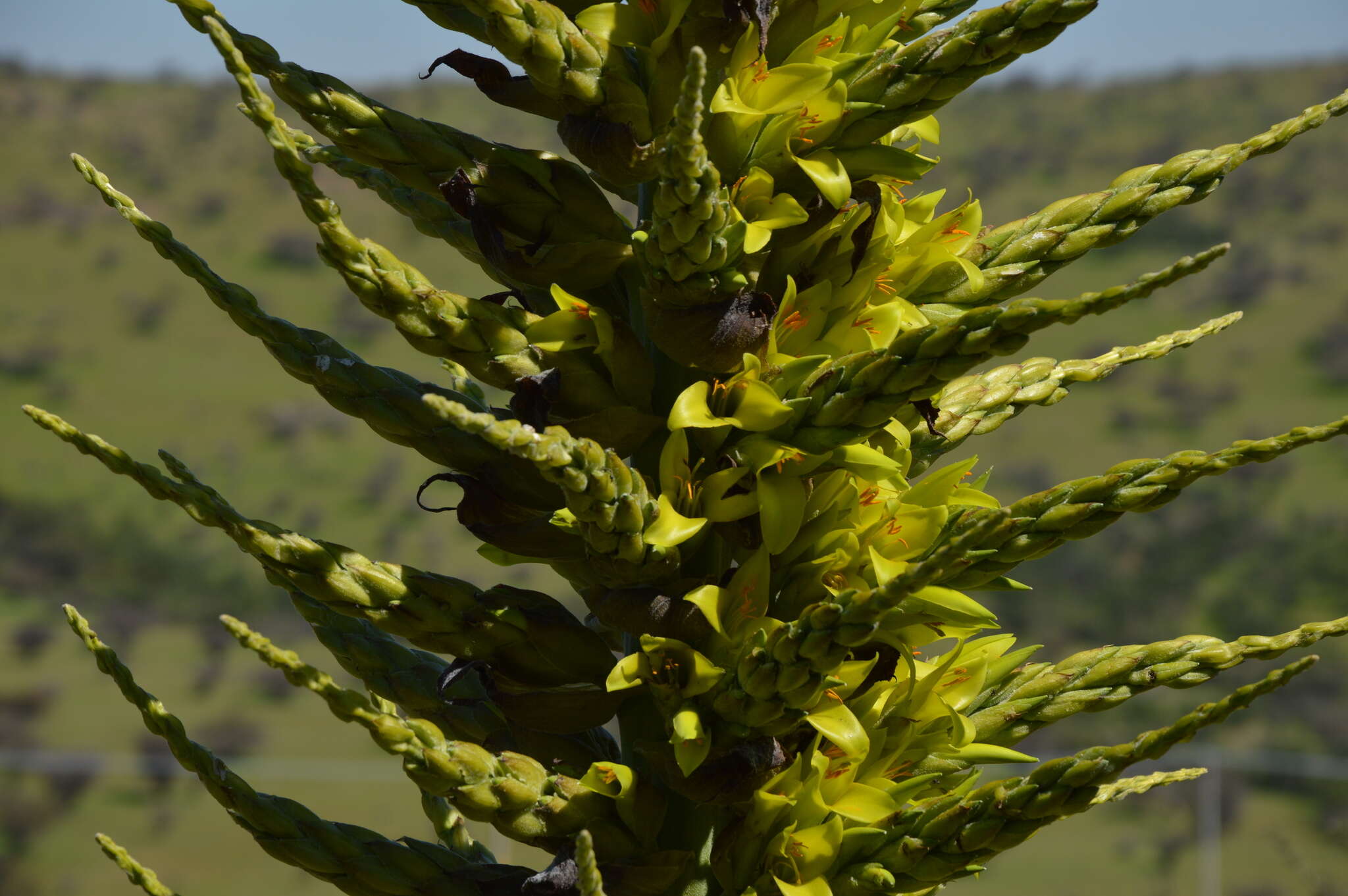 Image of Chilean Puya