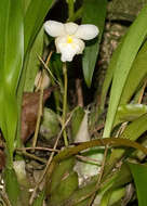Image of Rossioglossum krameri (Rchb. fil.) M. W. Chase & N. H. Williams