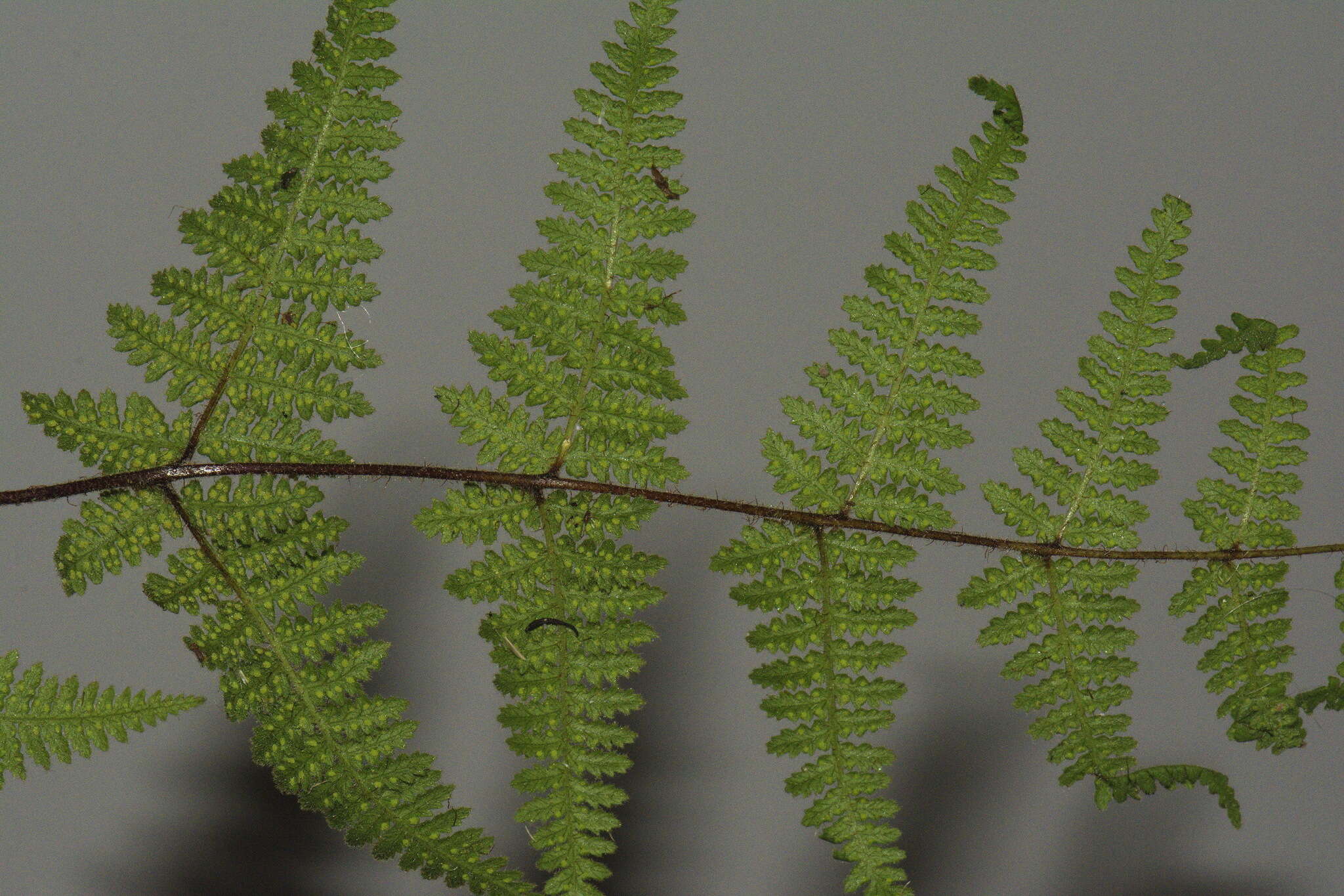 Image of Hypolepis rugosula subsp. lactea (Brownsey & Chinnock) Schwartsb.