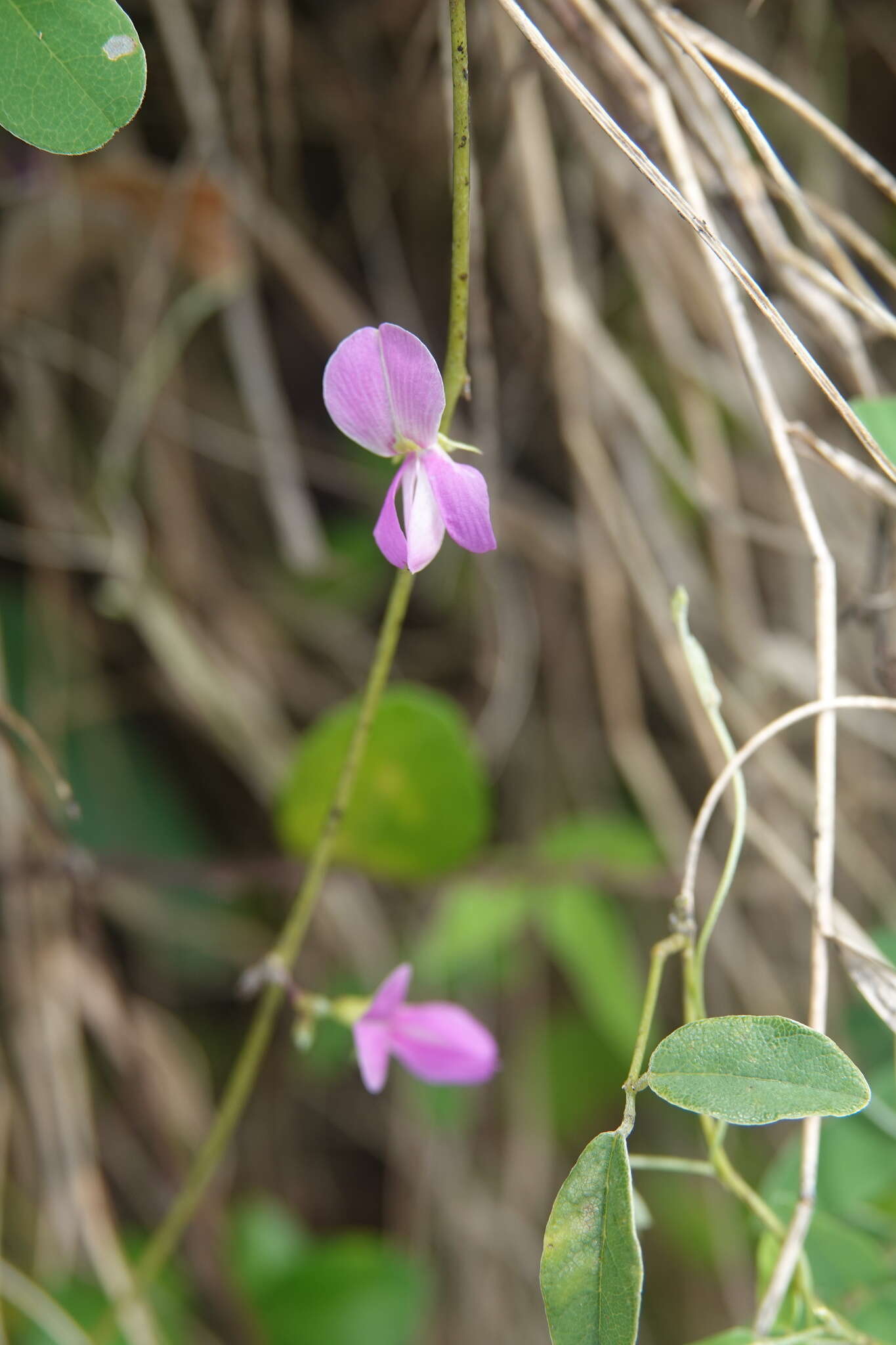 Galactia tashiroi Maxim.的圖片