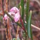 Image of Andromeda polifolia L.