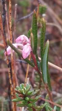 Image of Andromeda polifolia L.