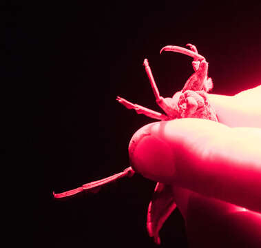 Image of Giant Water Bug