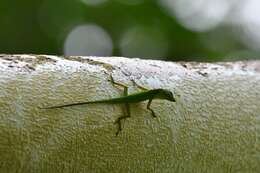 Image of Boulenger's Green Anole