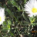 صورة Lampranthus holensis L. Bol.