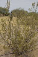 Image of Larrea cuneifolia Cav.