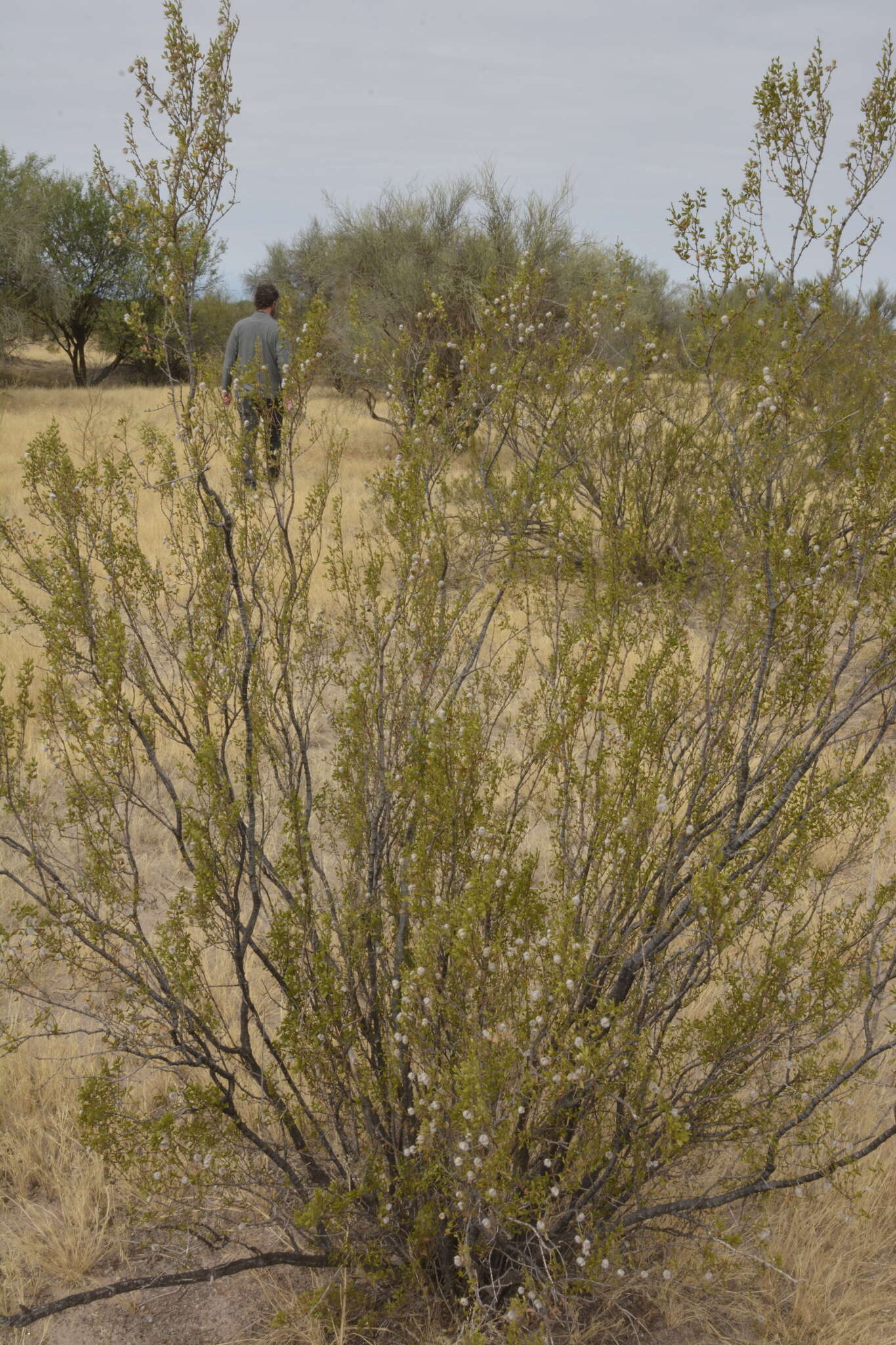 Image of Larrea cuneifolia Cav.