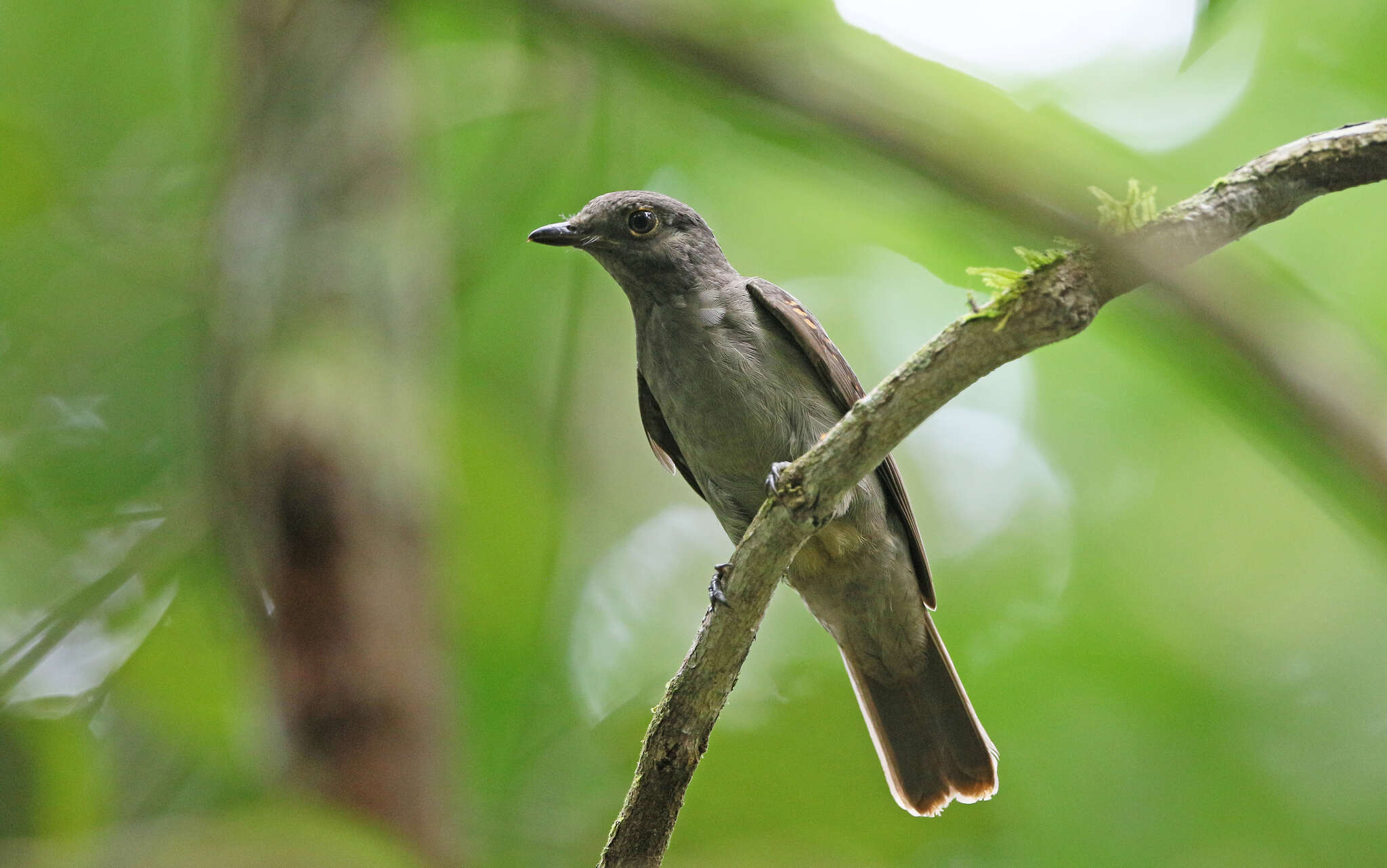 Image of Cinereous Mourner