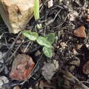 Image of Ceropegia occulta R. A. Dyer