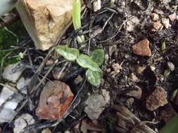 Plancia ëd Ceropegia occulta R. A. Dyer