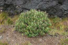 Image of Buddleja loricata Leeuwenberg