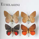 Image of Euselasia ignitus Stichel 1919