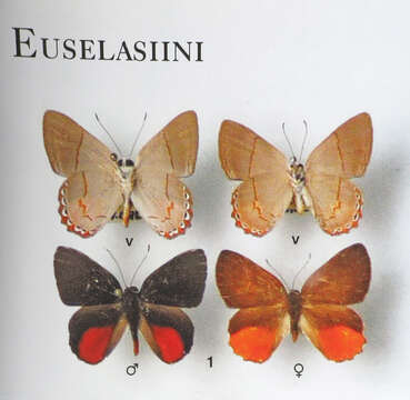 Image of Euselasia ignitus Stichel 1919