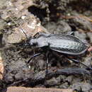 Image of Carabus (Carabus) granulatus interstitialis Duftschmid 1812