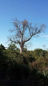 Image of Baobab