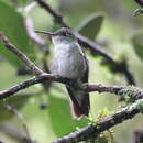 Image of Green-and-white Hummingbird