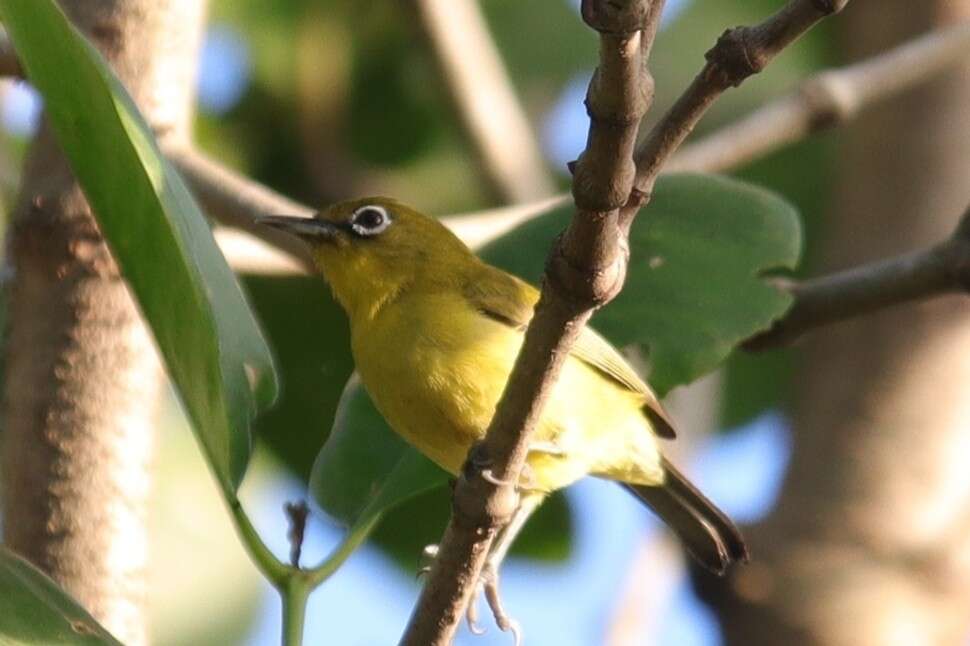 Image of Lemon-bellied White-eye