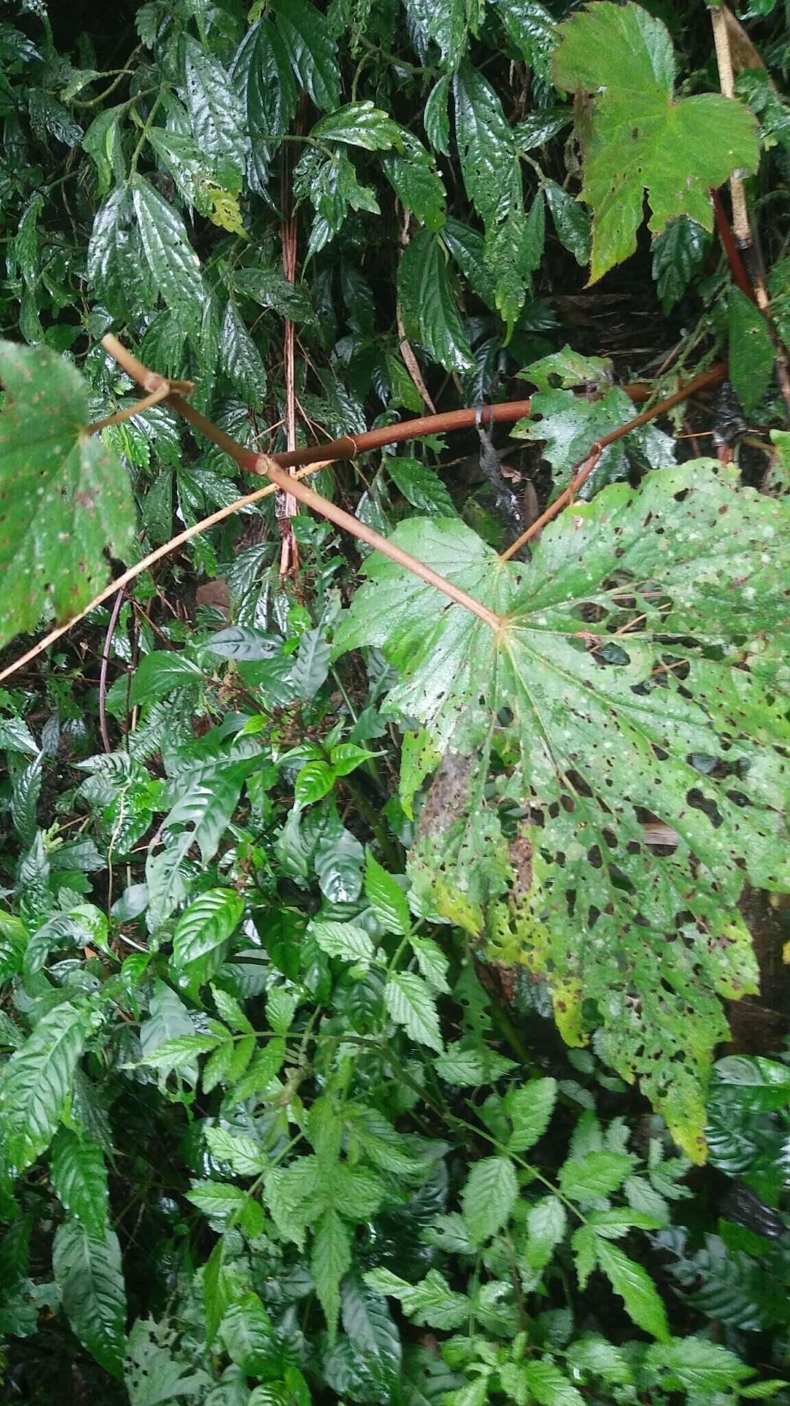 Image of Begonia palmata D. Don