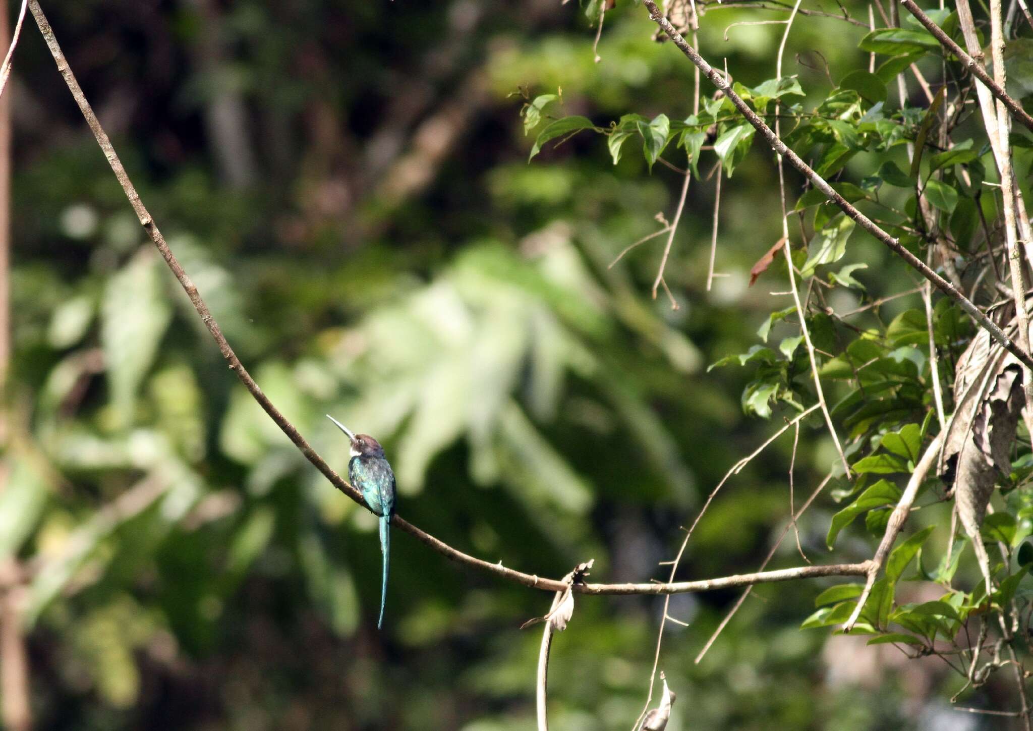 Image of Paradise Jacamar