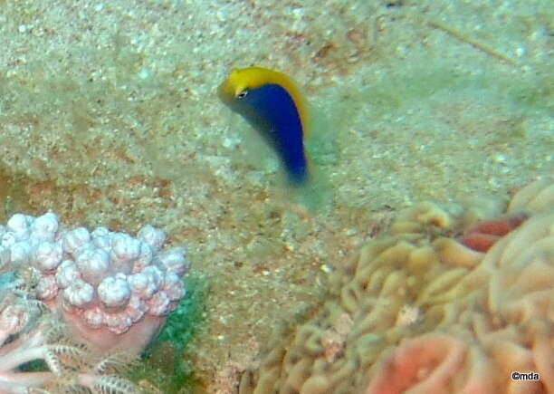 Image of Sunrise dottyback