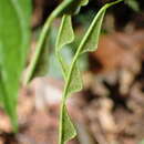 Image of Hylodesmum leptopus (Benth.) H. Ohashi & R. R. Mill