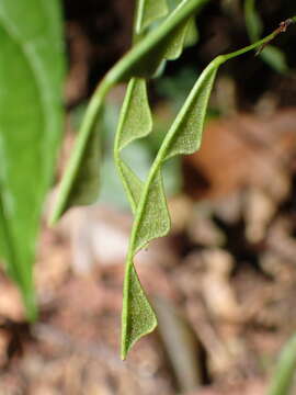 Image of Hylodesmum leptopus (Benth.) H. Ohashi & R. R. Mill