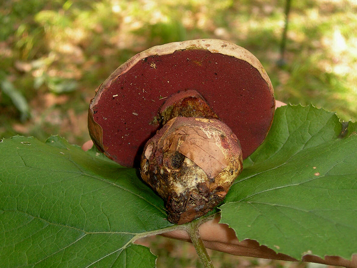 Image of Suillellus rubrosanguineus (Cheype) Blanco-Dios 2015